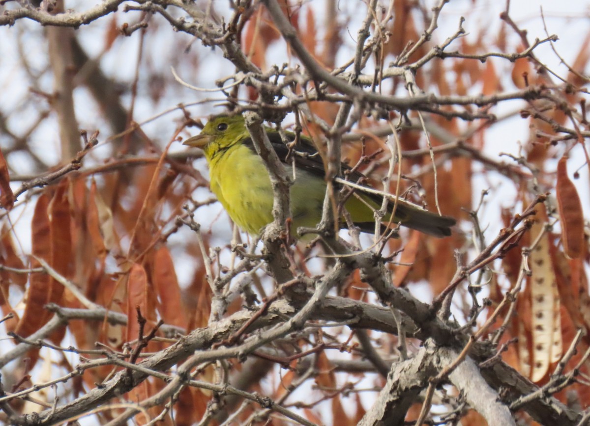 Scarlet Tanager - ML647853697