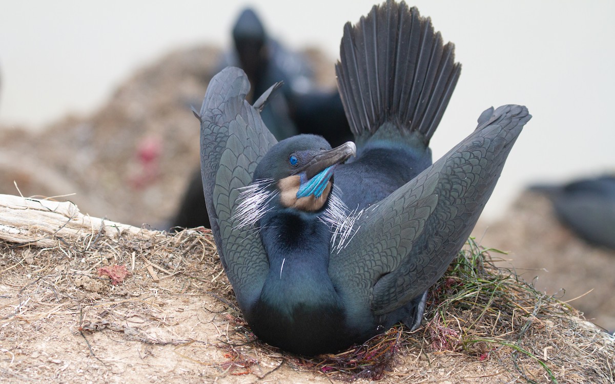 Brandt's Cormorant - ML647853698