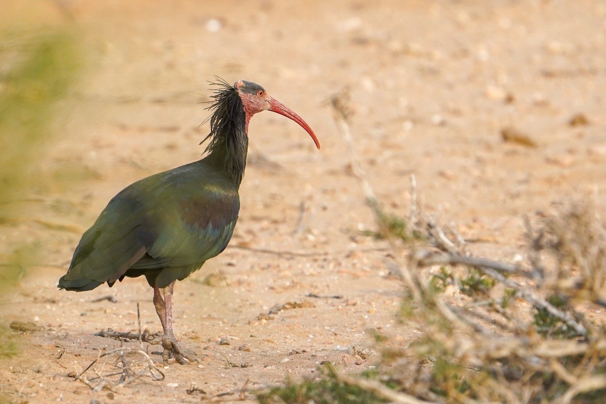 Northern Bald Ibis - ML647853699