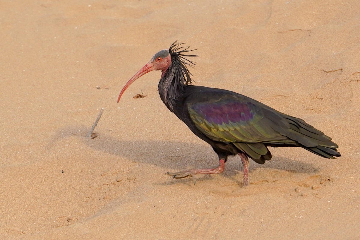 Northern Bald Ibis - ML647853700