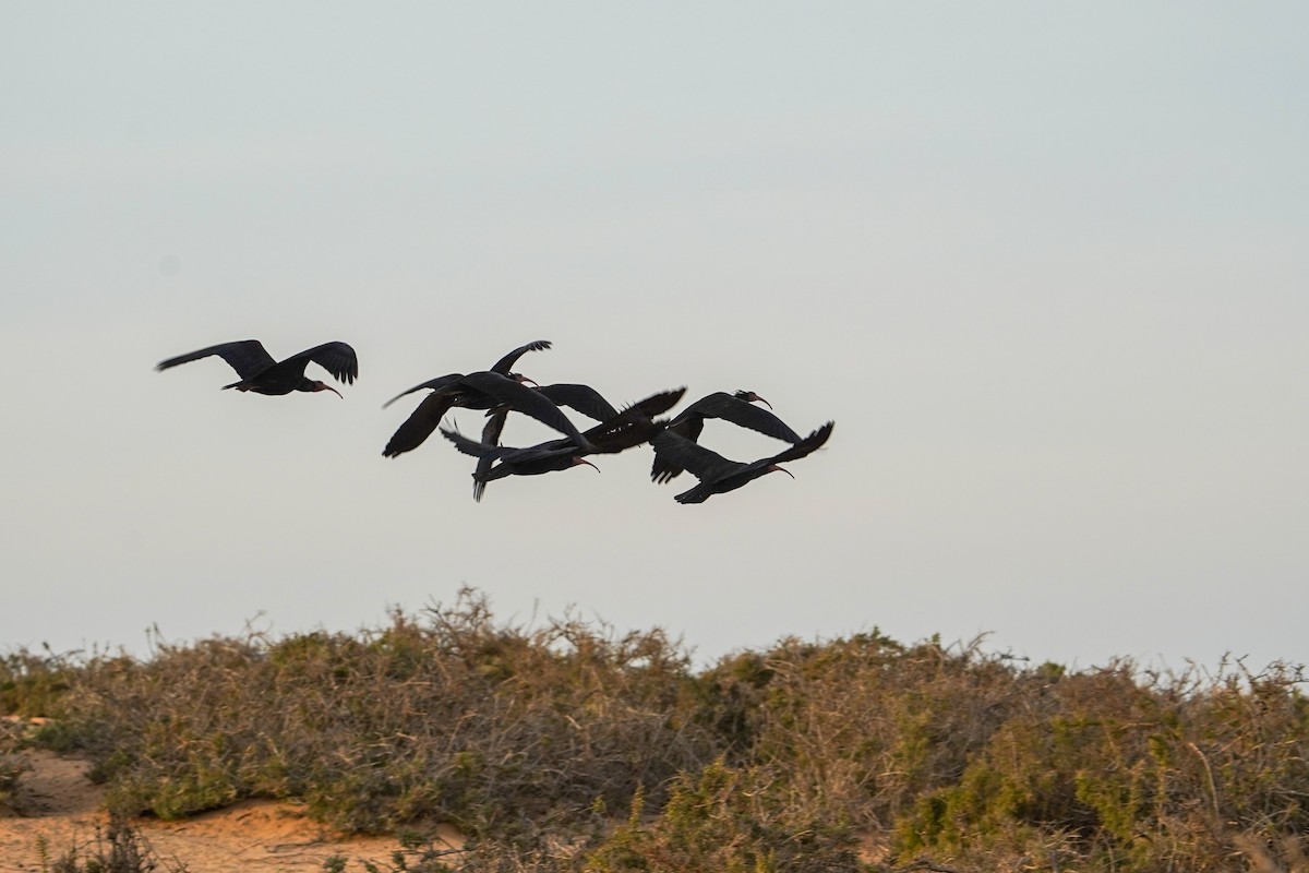 Northern Bald Ibis - ML647853702