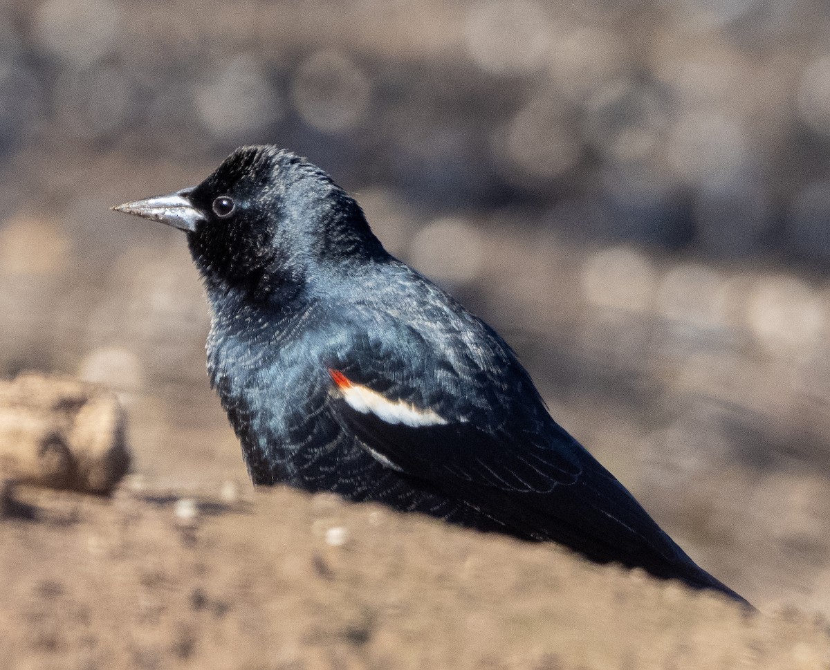 Tricolored Blackbird - ML647853703