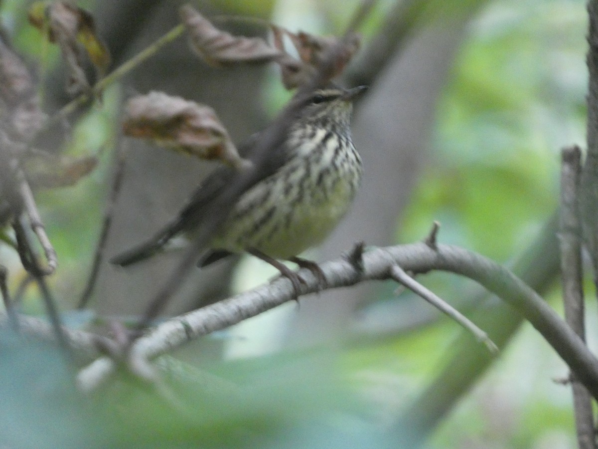 Northern Waterthrush - ML647853706