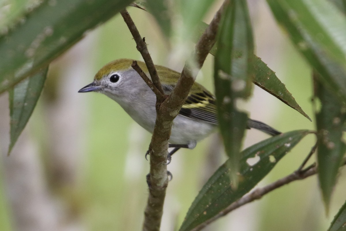 Reinita de Pensilvania - ML647853739