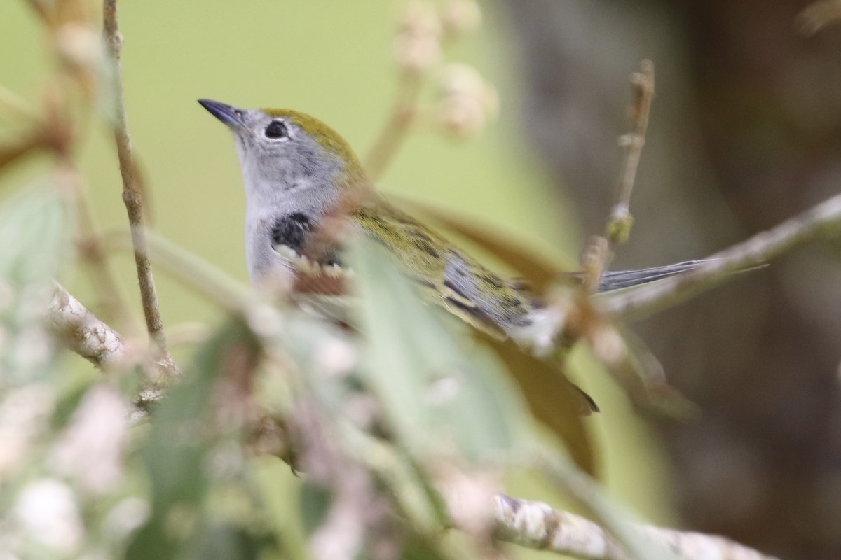 Reinita de Pensilvania - ML647853740