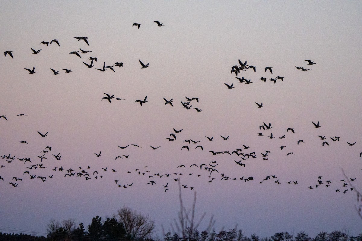 Graylag Goose - ML647853751