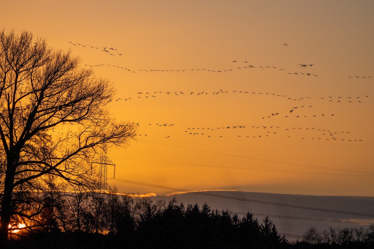 Graylag Goose - ML647853752