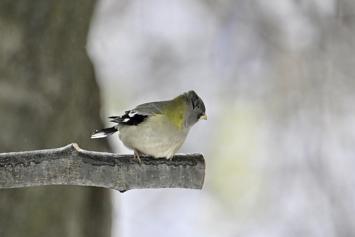 キビタイシメ - ML647853773