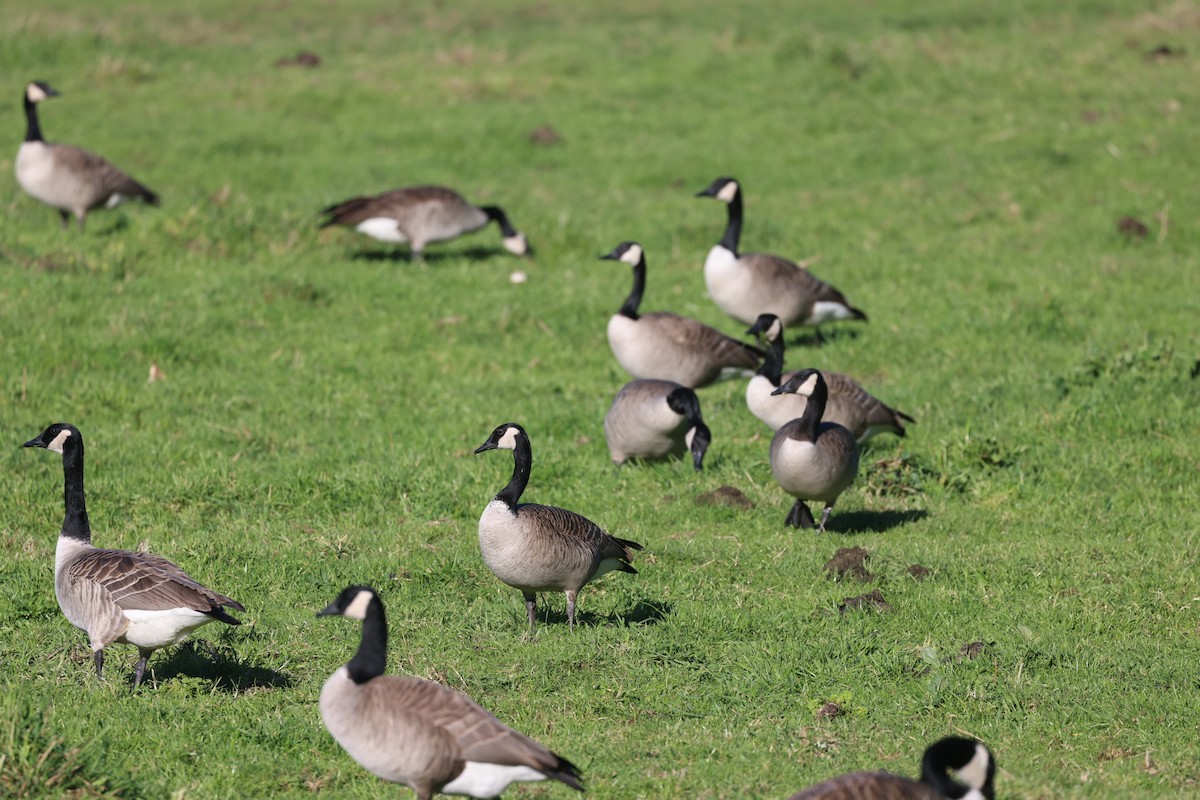 kanadagås - ML647853781