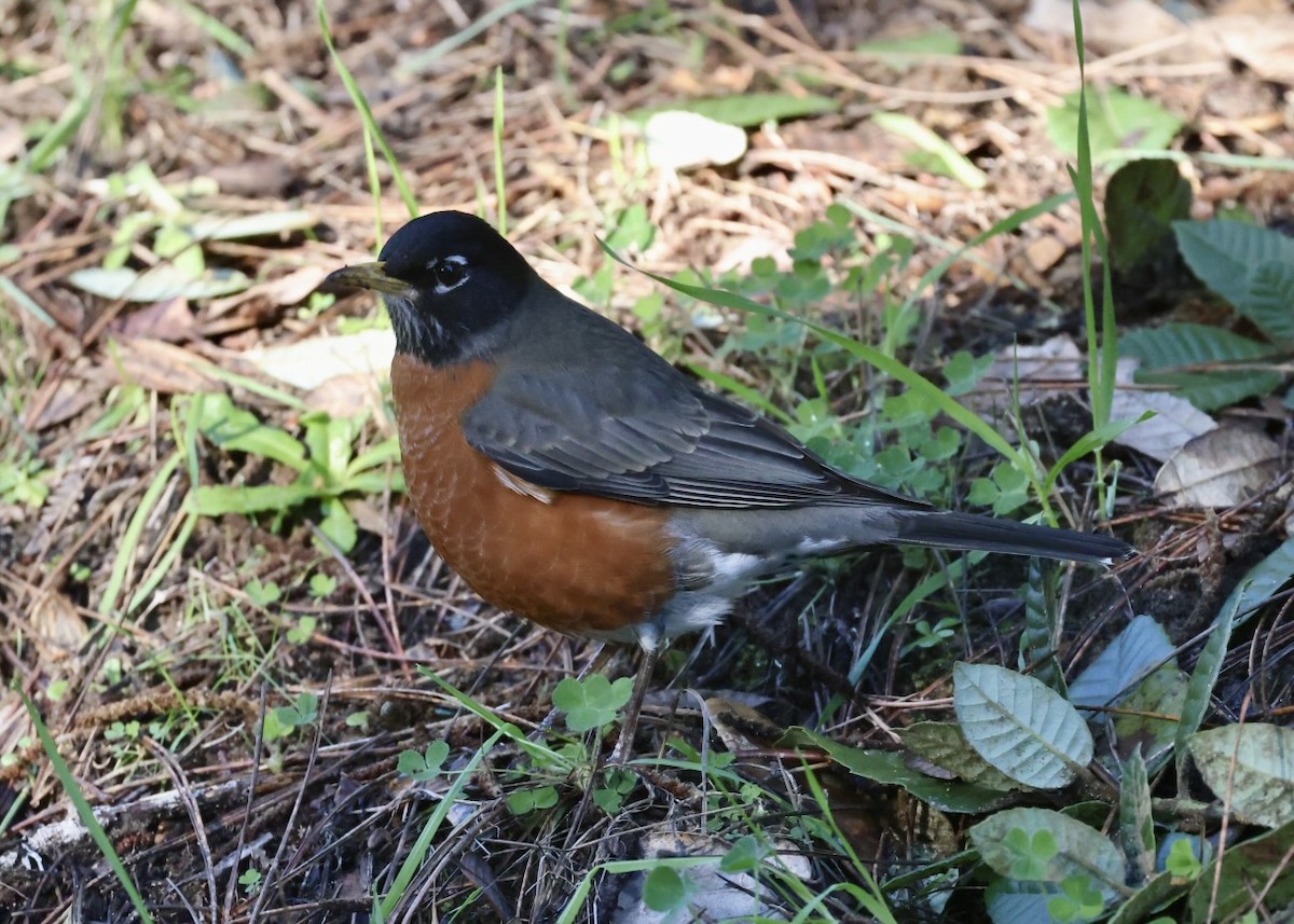 コマツグミ - ML647853803