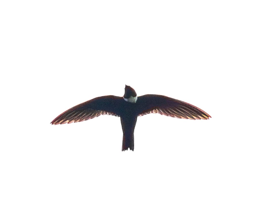 Halsbandsegler - ML647853858