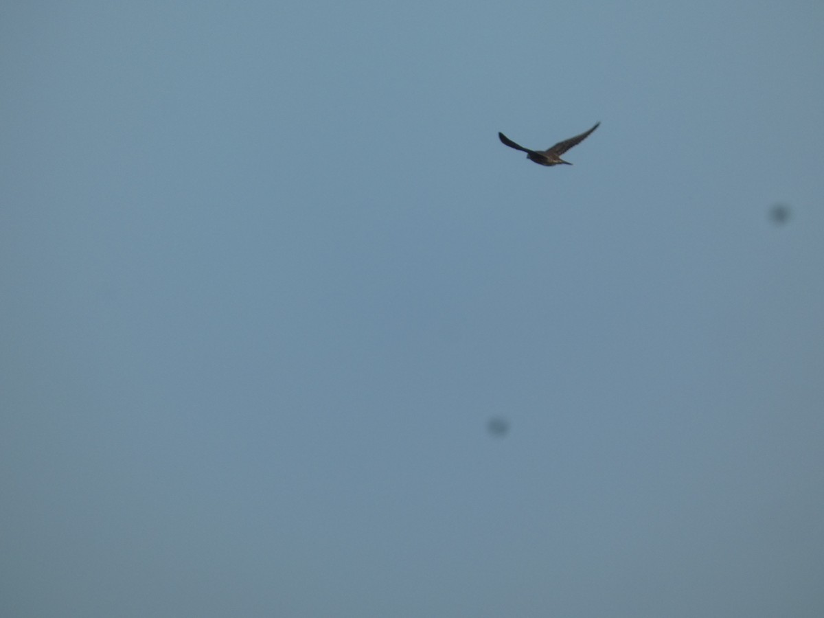 sokol stěhovavý - ML647853868