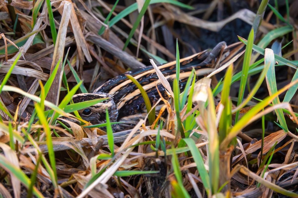 Jack Snipe - ML647853909