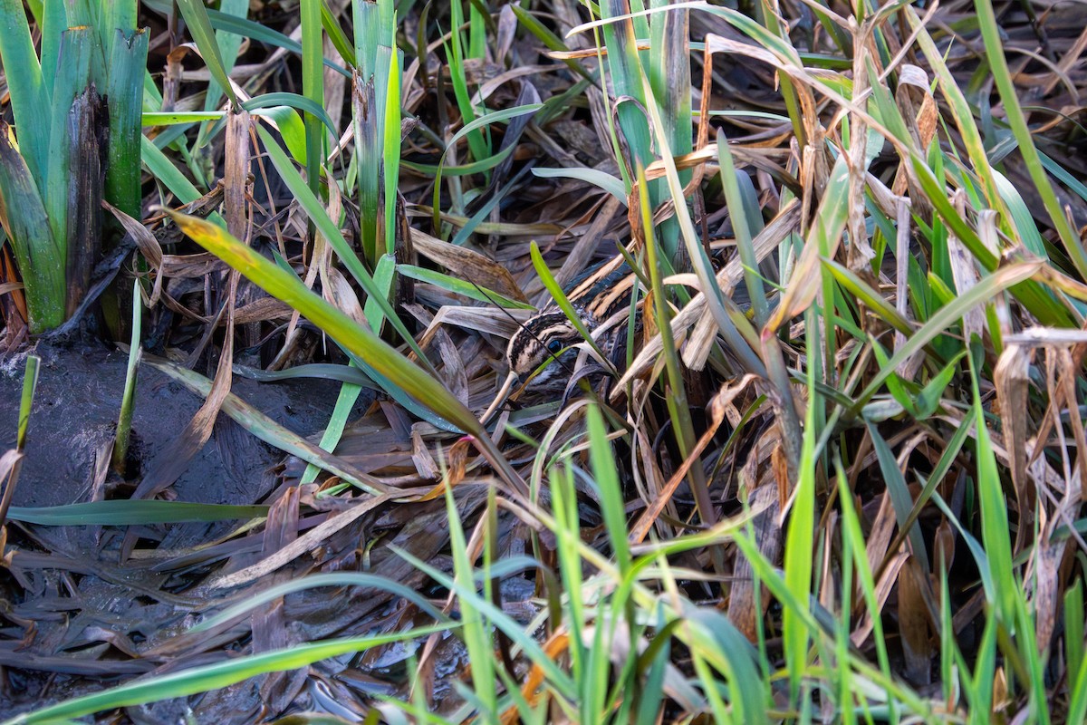 Jack Snipe - ML647853910