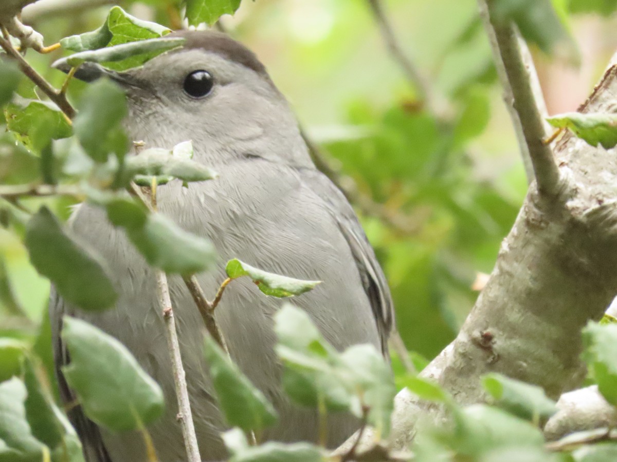 Moqueur chat - ML647853938