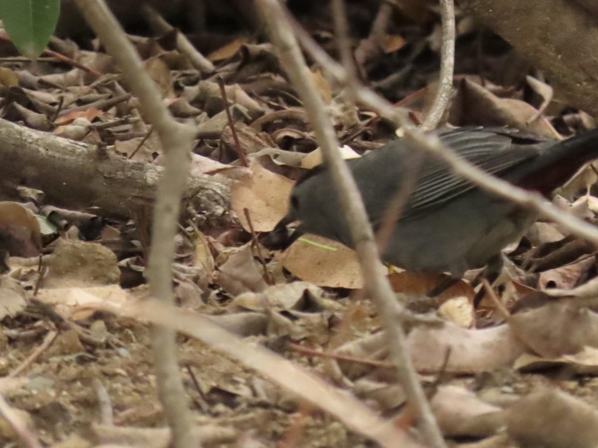 Moqueur chat - ML647853939