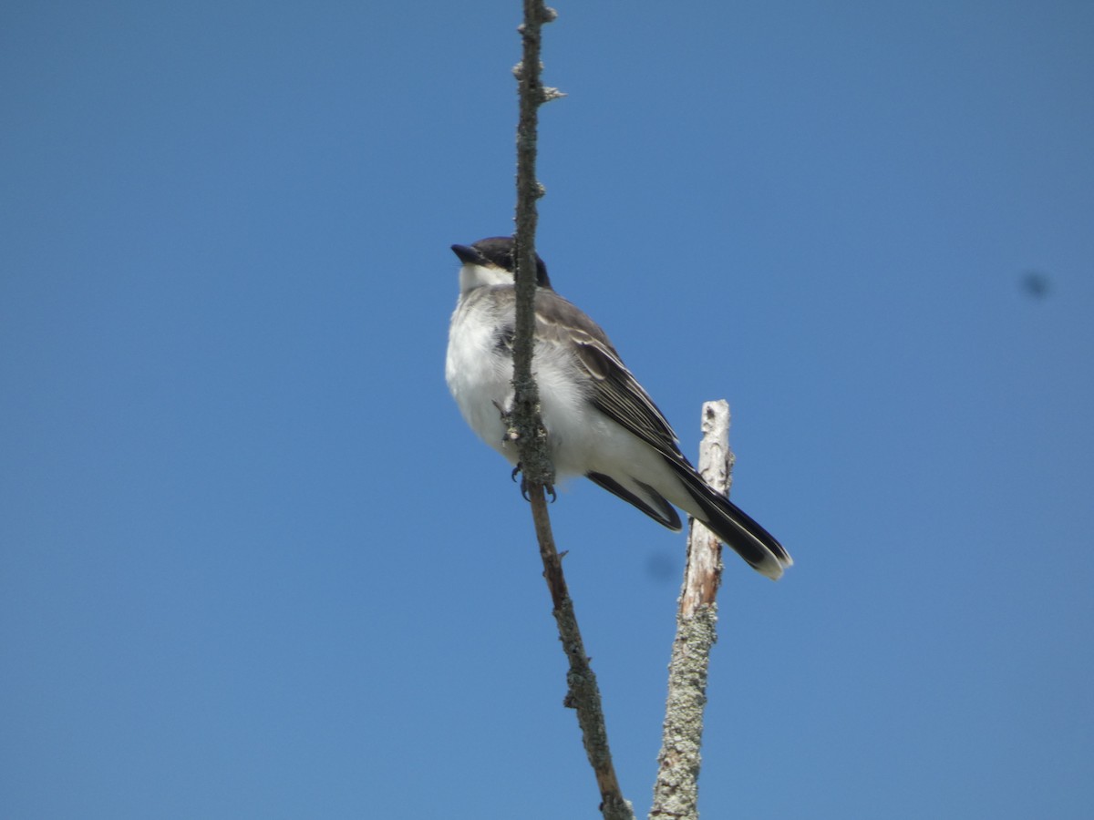 טירן מזרחי - ML647853950