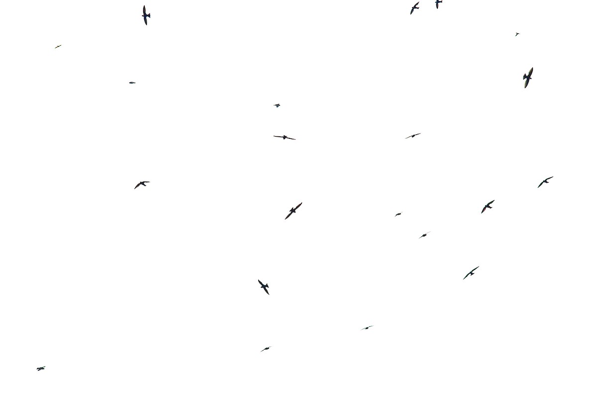 Halsbandsegler - ML647853997