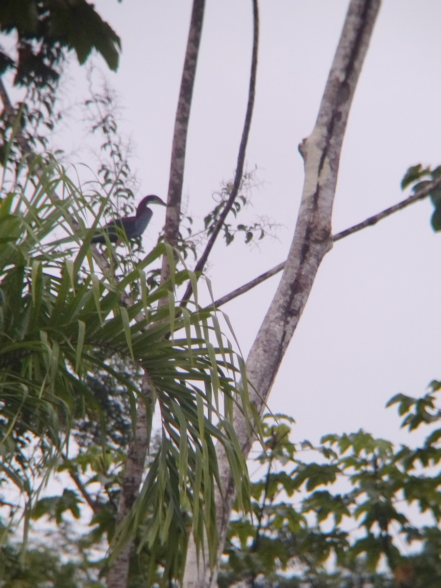 Agami Balıkçılı - ML647854005