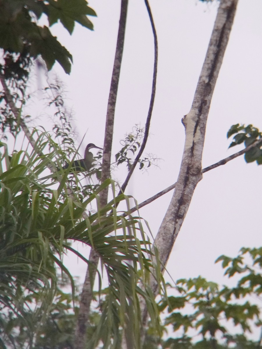 Agami Balıkçılı - ML647854006