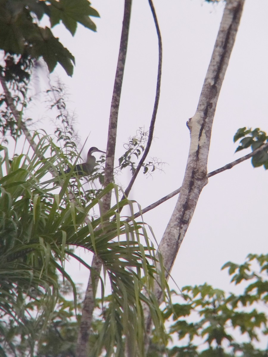 Agami Balıkçılı - ML647854008