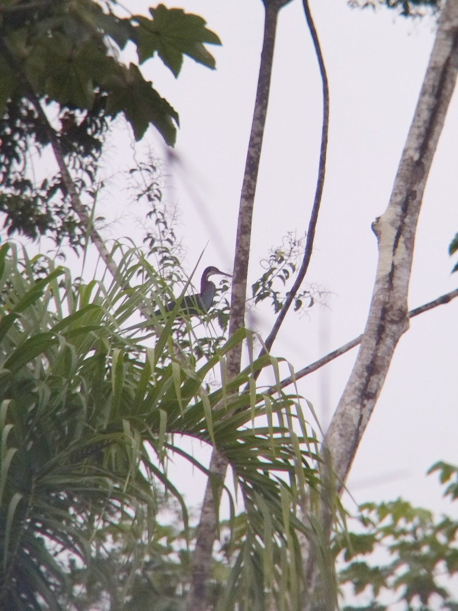 Agami Balıkçılı - ML647854009