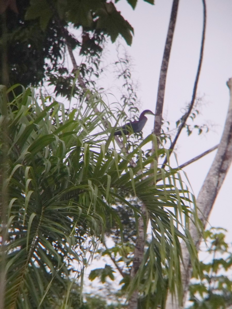 Agami Balıkçılı - ML647854010