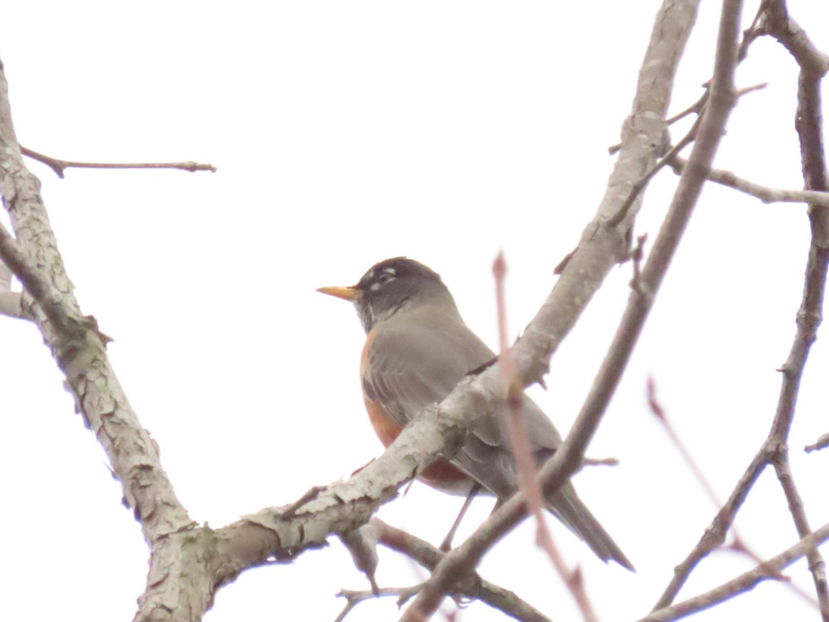 コマツグミ - ML647854011