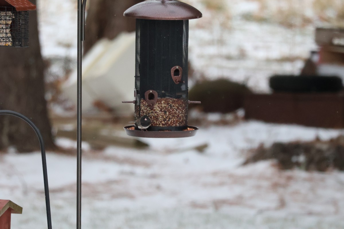 Kara Gözlü Junko (cismontanus) - ML647854044