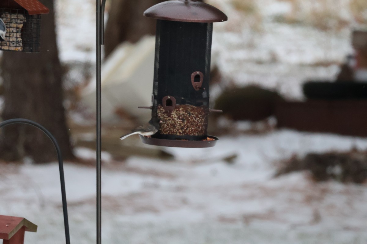 Kara Gözlü Junko (cismontanus) - ML647854045