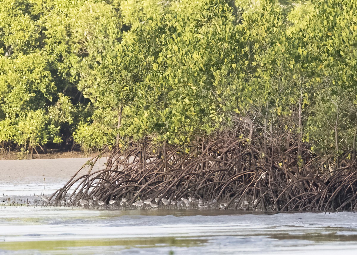 Playero Siberiano - ML647854067