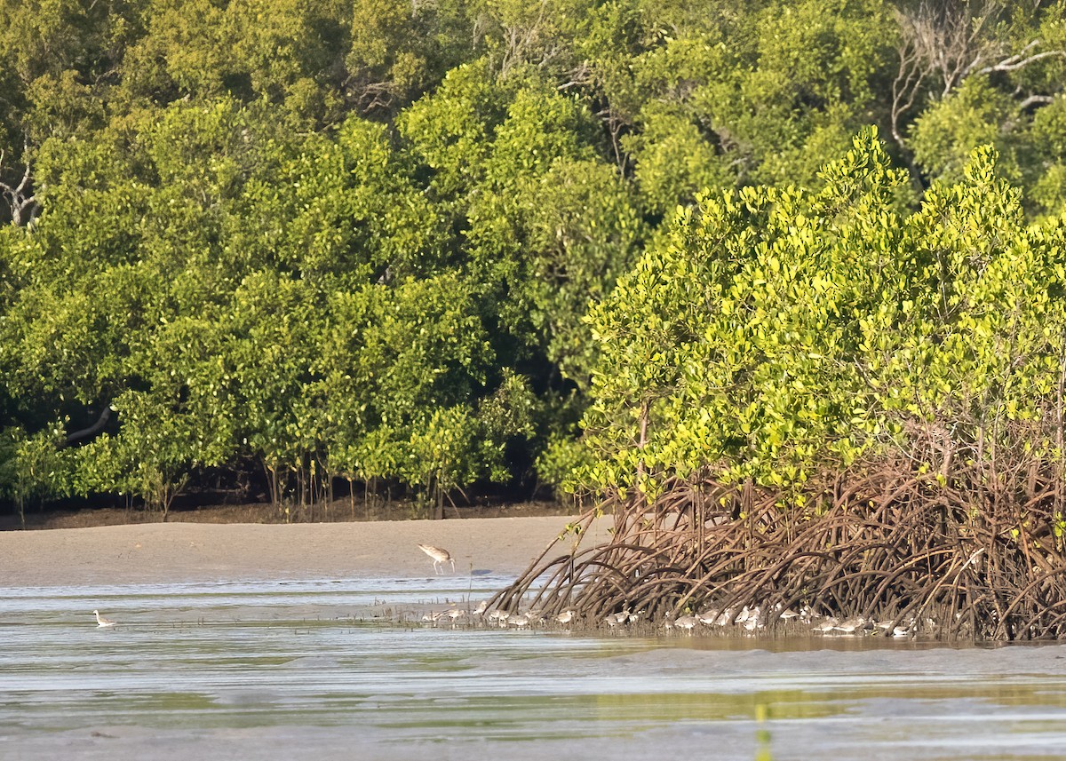 Playero Siberiano - ML647854068