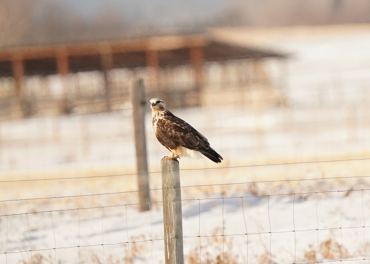Paçalı Şahin - ML647854070