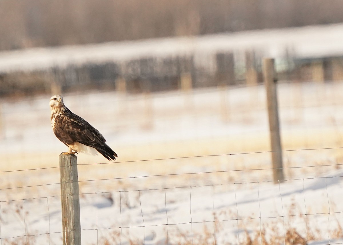 Paçalı Şahin - ML647854071