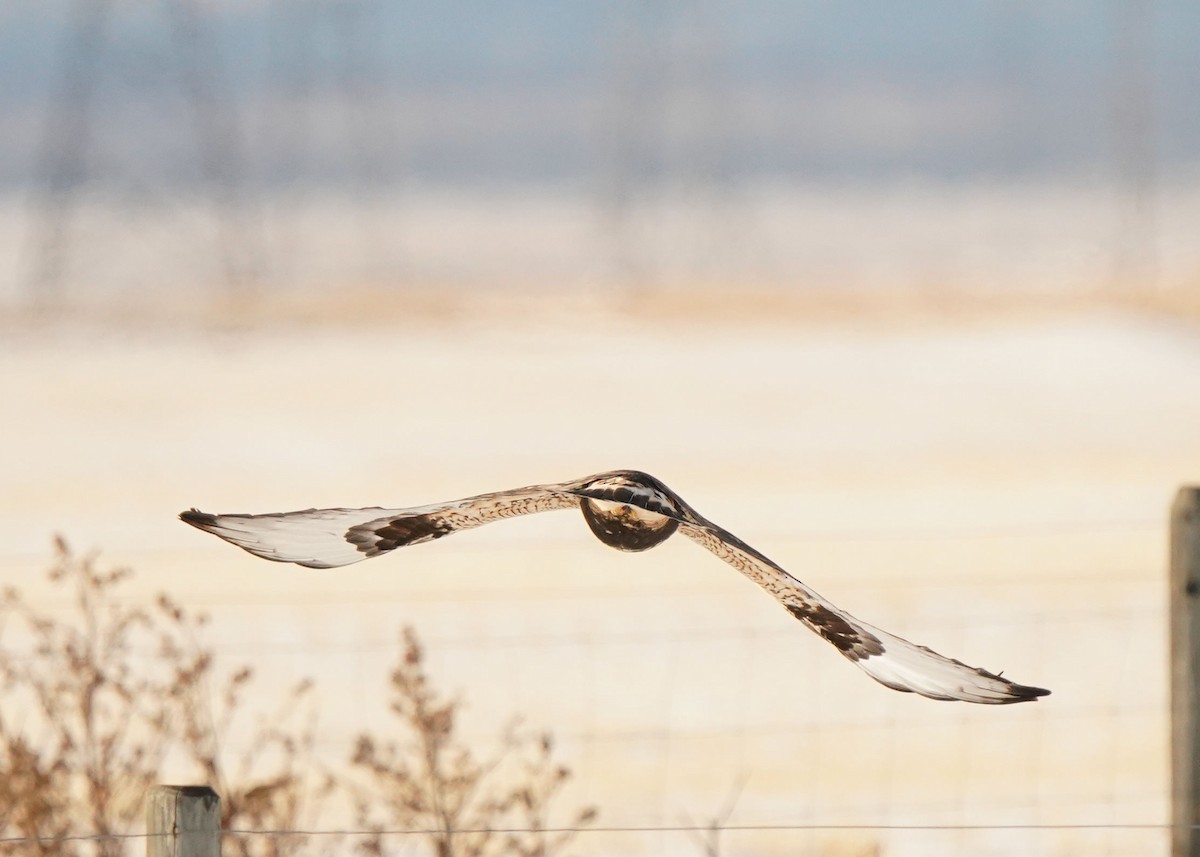 Paçalı Şahin - ML647854072