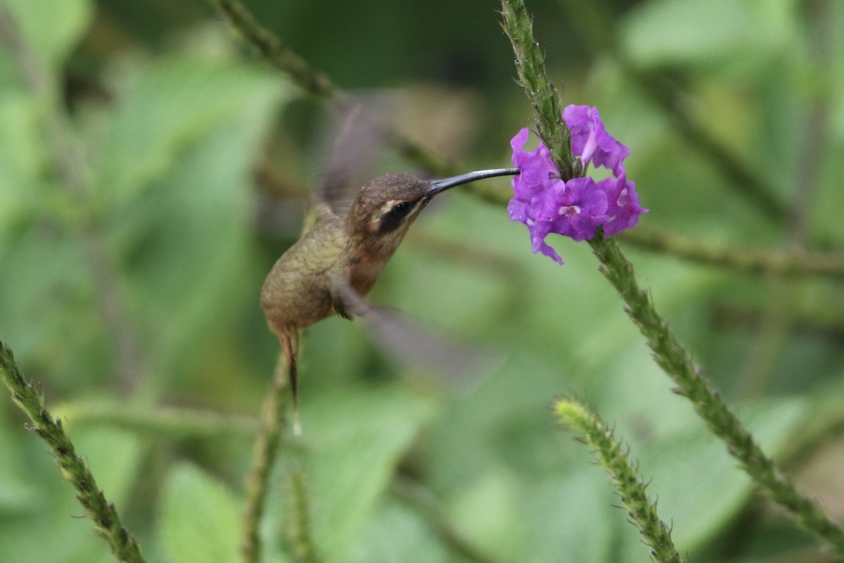 Çizgili Boğazlı Hermit - ML647854073
