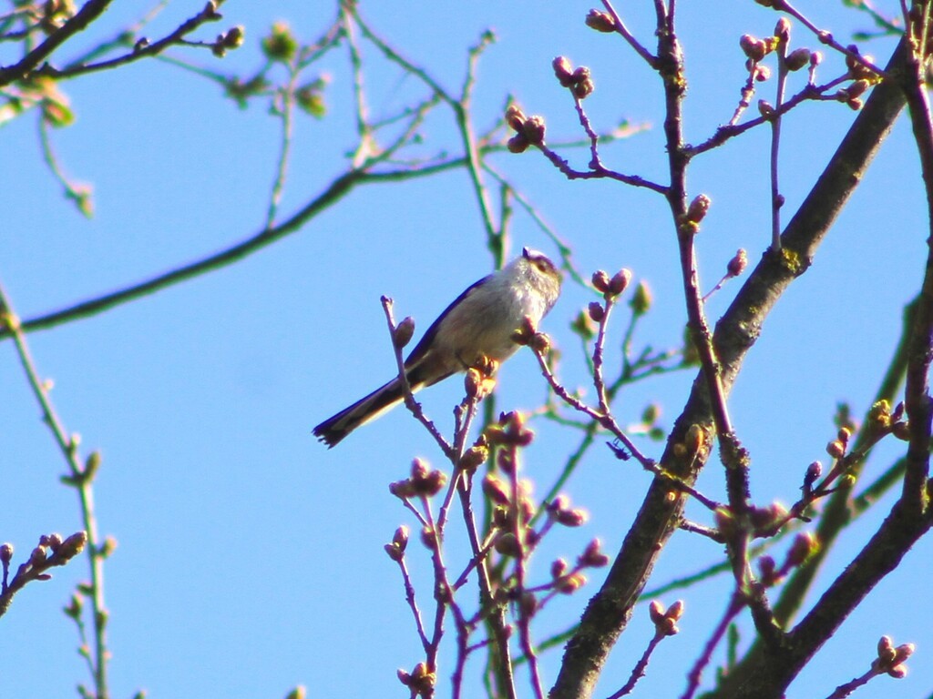 Uzun Kuyruklu Baştankara - ML647854078