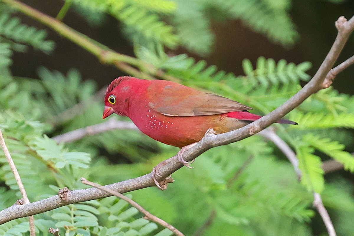 Senegal Ateşispinozu - ML647854079