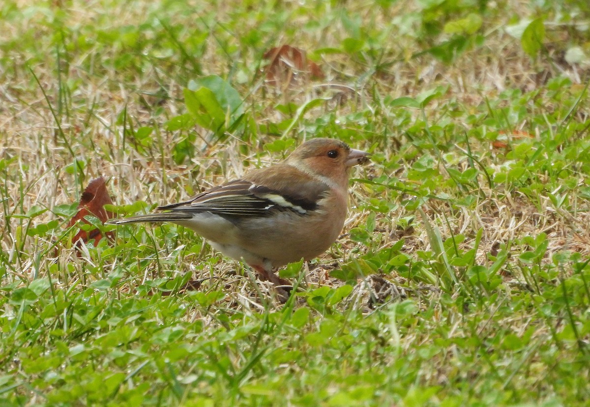 İspinoz - ML647854081