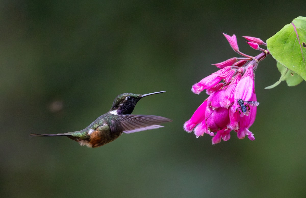 Mor Gerdanlı Ormanyıldızı - ML647854082