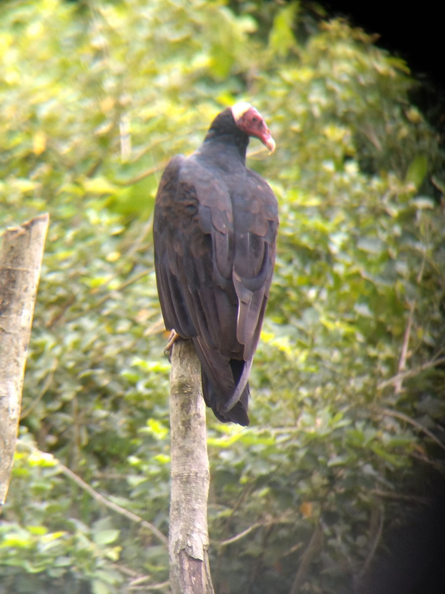 Hindi Akbabası - ML647854083