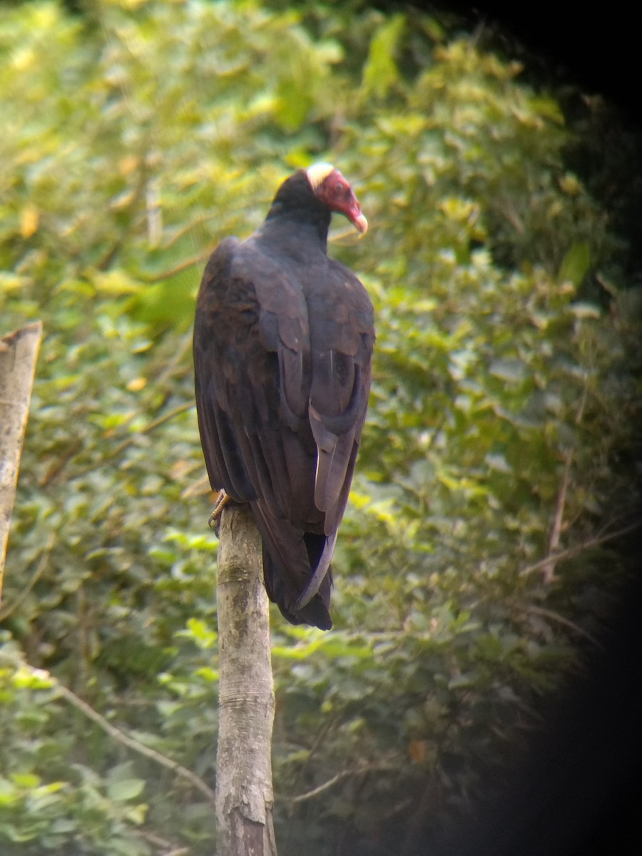 Hindi Akbabası - ML647854084