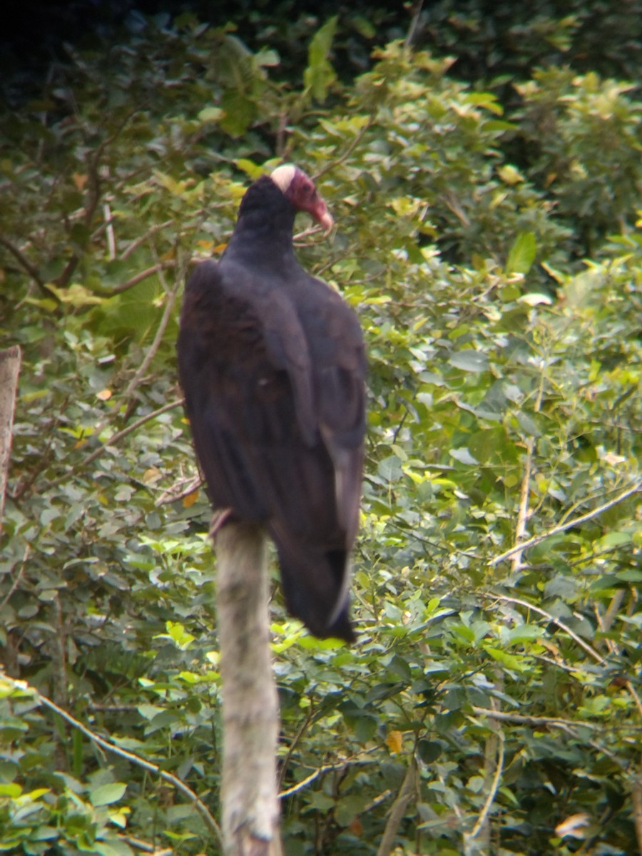 Hindi Akbabası - ML647854085