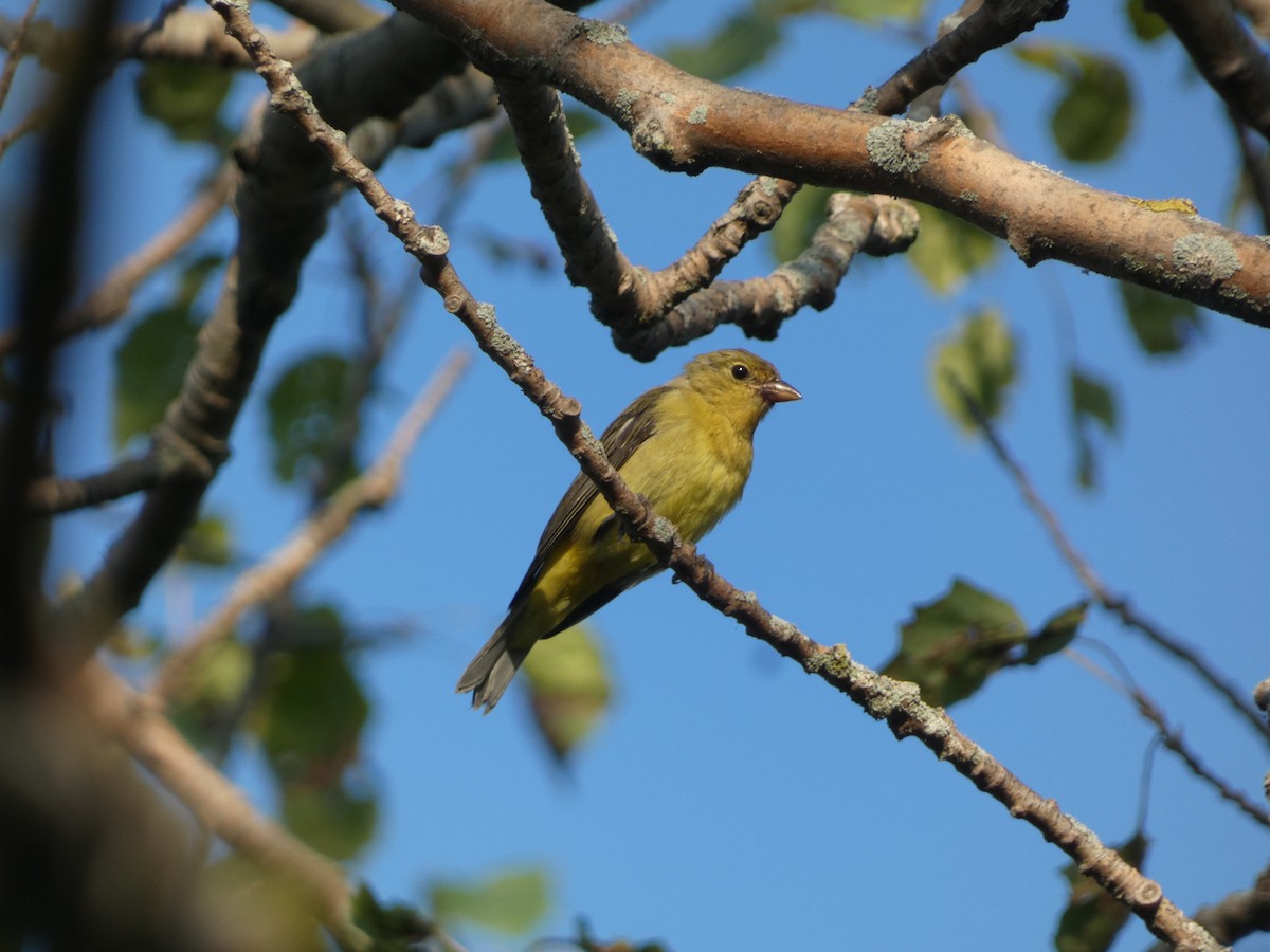 Kara Kanatlı Piranga - ML647854086