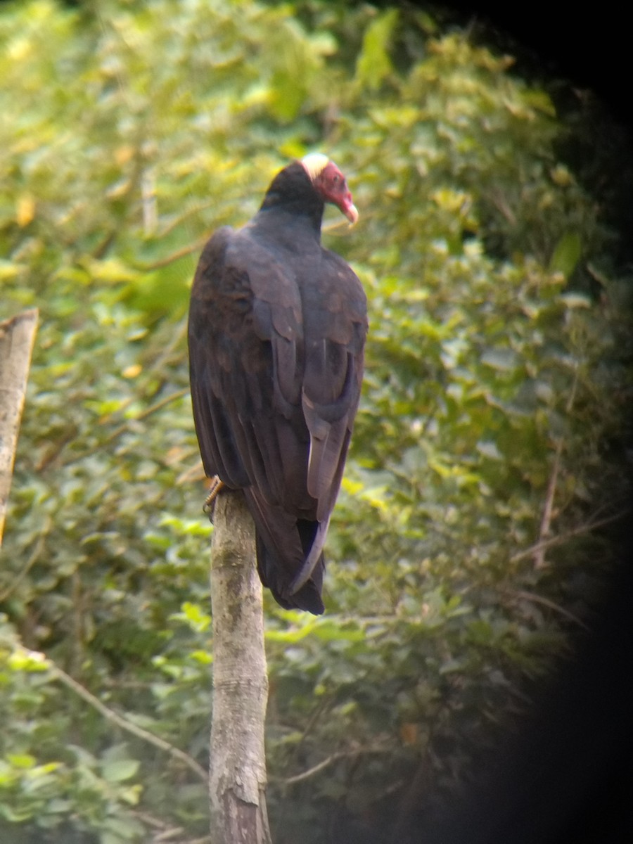 Hindi Akbabası - ML647854087