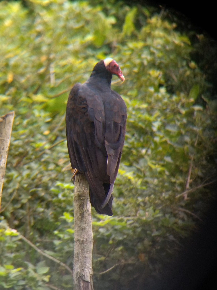 Hindi Akbabası - ML647854088