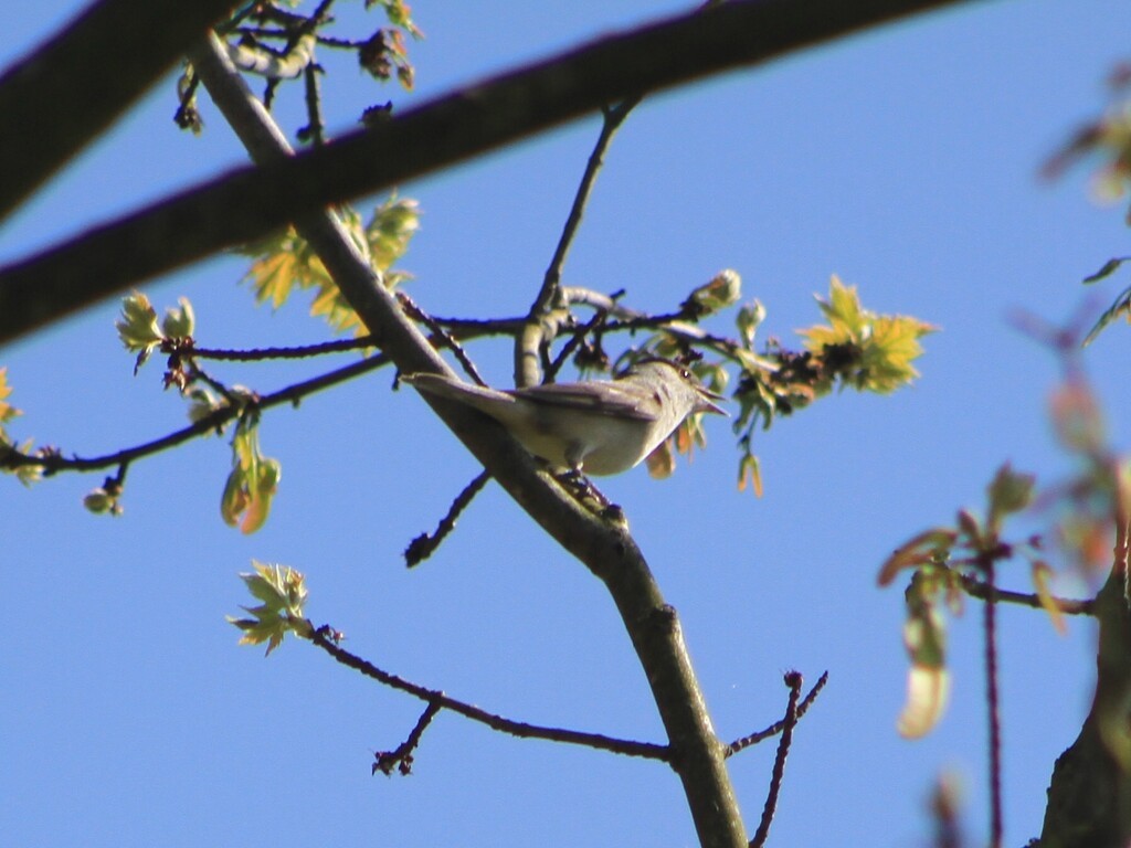 Kara Başlı Ötleğen - ML647854089