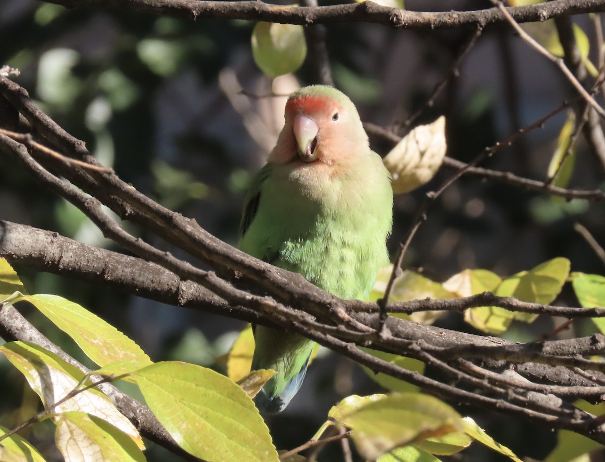 Gül Başlı Cennet Papağanı (evcil tip) - ML647854090