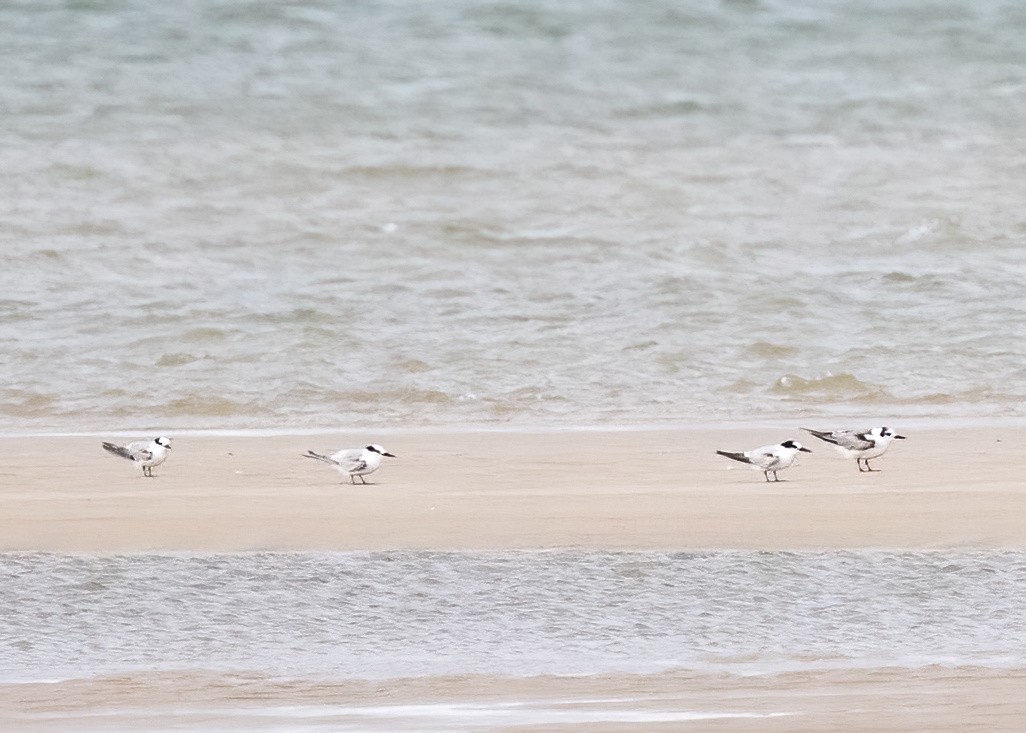 Ak Kanatlı Sumru - ML647854091