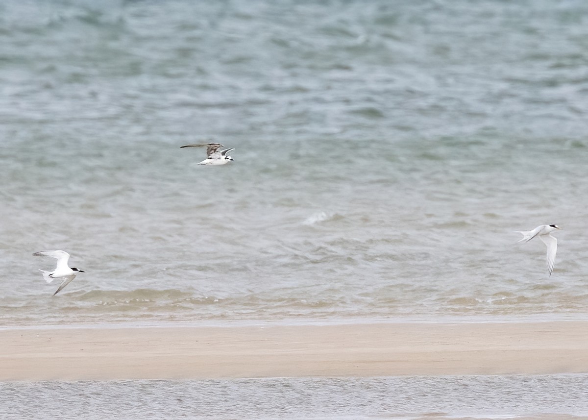 Ak Kanatlı Sumru - ML647854092